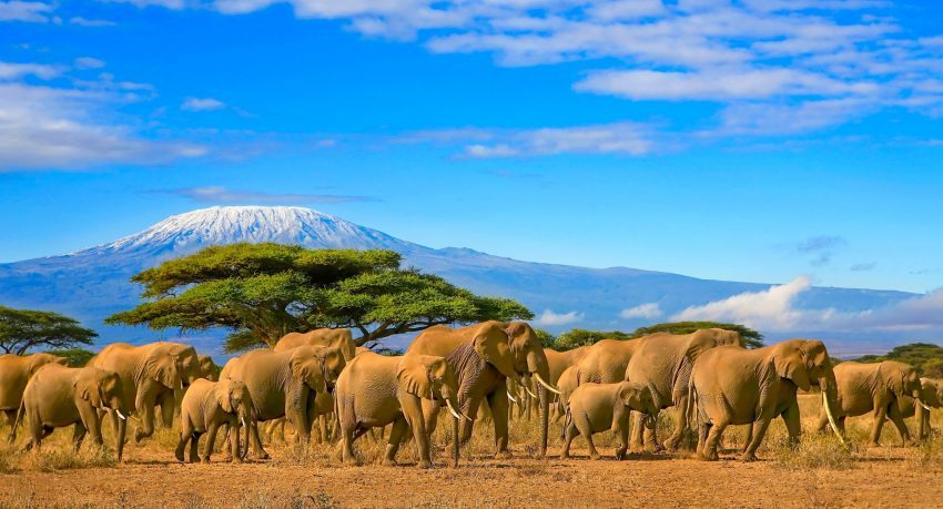 Safari în Kenia/Tanzania de la 695 euro/p (circuit+cazare+zbor+mese)