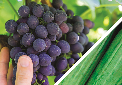 Cum te protejezi cel mai bine împotriva făinării la vița de vie și castraveți