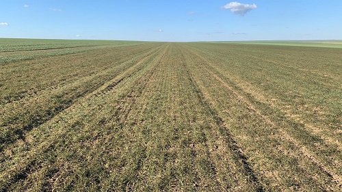 Ce face înghețul asupra culturilor de toamnă