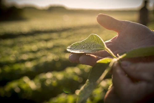 De ce să cultivi soia? Printre cele mai cultivate plante de români