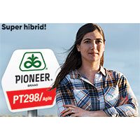 PT298-Agile – hibridul de rapiță Pioneer® cu cel mai ridicat nivel de rezistență la scuturare