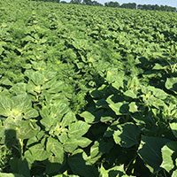 Ambrozia, o buruiană care și-a găsit leacul