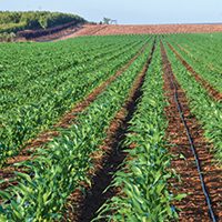 Irigarea prin picurare – Cea mai performantă metodă de irigare