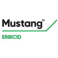 Mustang™ – erbicidul de referință în combaterea buruienilor dicotiledonate din culturile de porumb și cereale păioase