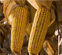 Inovația în agricultură prin tehnologii de editare genomică