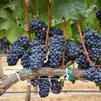 Soluții inovatoare pentru fermierii implicați în acțiunile de combatere a risipei alimentare